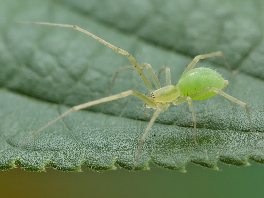 Wulfilopsis