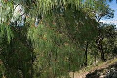 Pinus lumholtzii