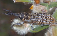 Ctenaphides maculatus