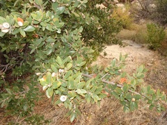 Quercus toumeyi