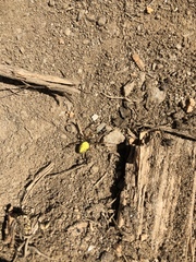 Thomisus spectabilis