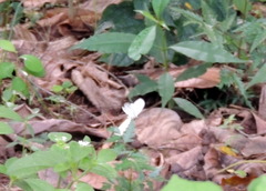 Leptosia