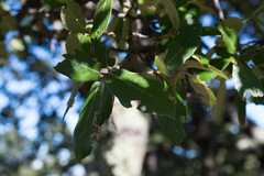 Quercus eduardii