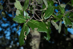 Quercus eduardii