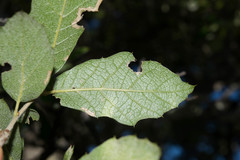 Quercus eduardii