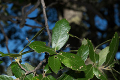 Quercus eduardii