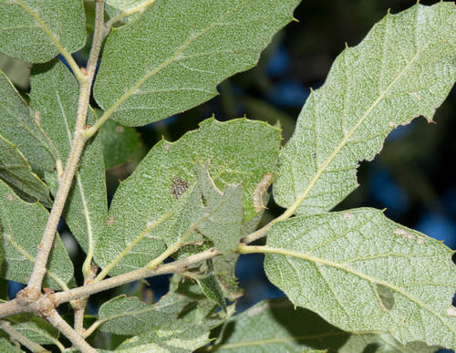 Quercus eduardi
