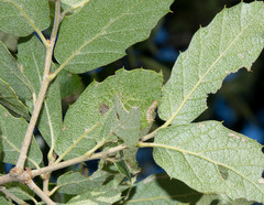 Quercus eduardii