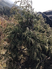 Juniperus recurva