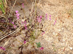 Polygala glochidiata