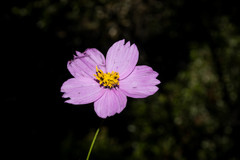 Cosmos crithmifolius