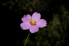Cosmos crithmifolius