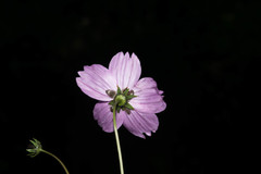 Cosmos crithmifolius