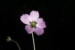 Cosmos crithmifolius