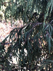 Juniperus recurva