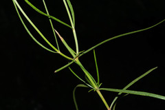Cosmos crithmifolius