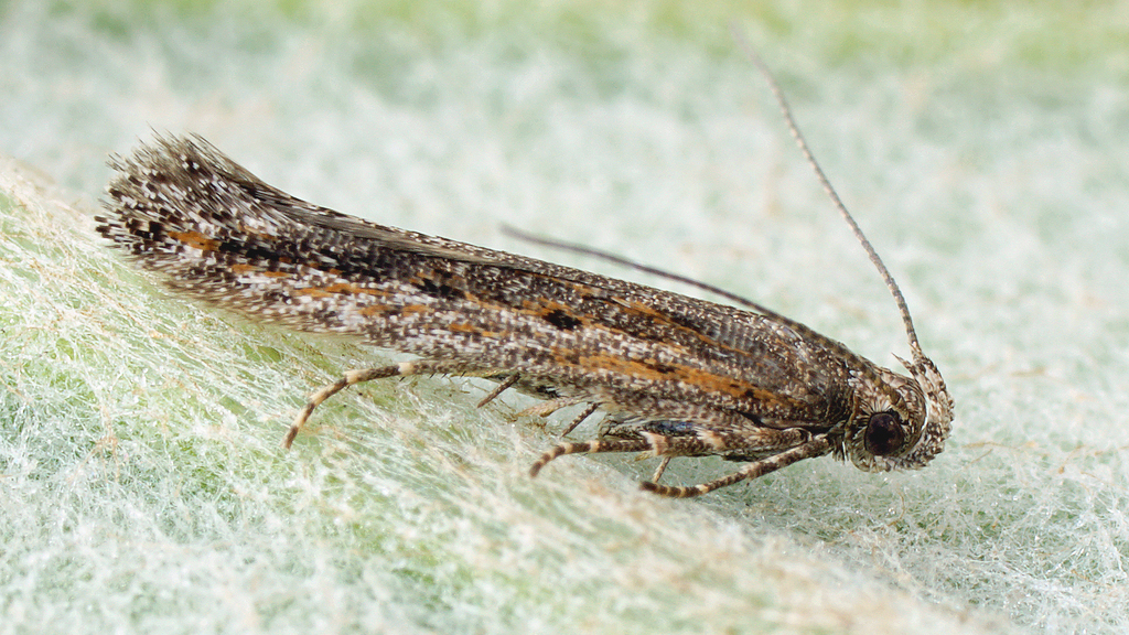 Scrobipalpula psilella