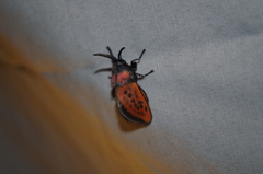 Edebessa nigropuncta