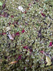 Epilobium pedunculare