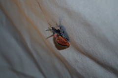 Edebessa nigropuncta