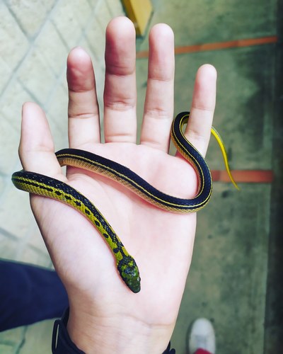 Photo of a Shaw's Dark Ground Snake (Erythrolamprus melanotus)