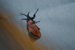 Edebessa nigropuncta