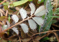 Argentina anserinoides