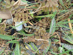 Argentina anserinoides