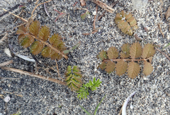 Argentina anserinoides