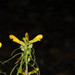 Pedicularis angustifolia - Photo (c) Heriberto Avila G., algunos derechos reservados (CC BY-NC), uploaded by Heriberto Avila G.