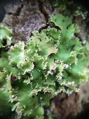 Pseudocyphellaria multifida