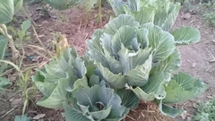 Brassica oleracea capitata
