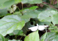 Leptosia
