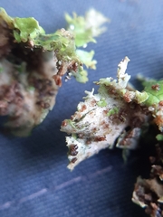 Pseudocyphellaria multifida