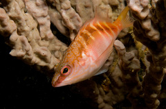 Hypoplectrodes maccullochi