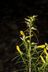 Pedicularis angustifolia
