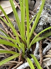 Carex planostachys