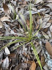 Carex planostachys