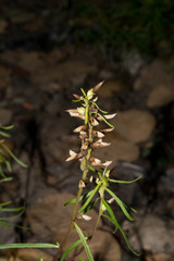 Pedicularis angustifolia
