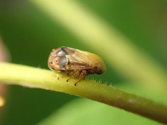 Clastoptera achatina