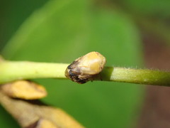 Clastoptera achatina