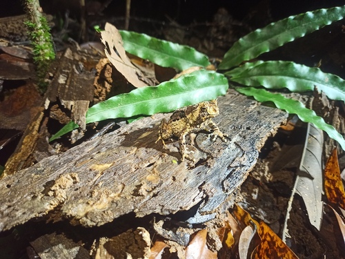 Asterophrys turpicola, 2025-09-10