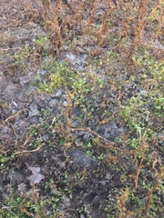 Chenopodium macrospermum