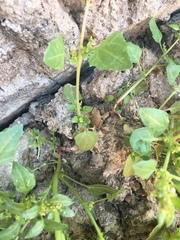 Chenopodium macrospermum