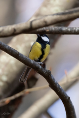Parus major