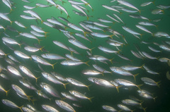 Trachurus novaezelandiae