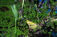 Dendropsophus carnifex