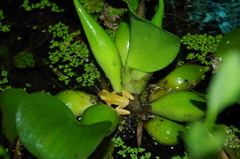 Dendropsophus carnifex