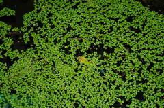 Dendropsophus carnifex