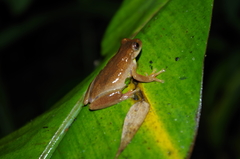 Dendropsophus carnifex